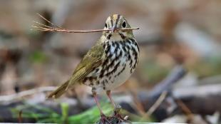 An Ovenbird holding a twig or pine needle in his beak, his body in 3/4 profile with his head turned to the right. The Ovenbird's wings and back are soft greenish brown, his chest white with patchy vertical dark brown stripes. Atop his head, a golden streak is flanked by two brown stripes.