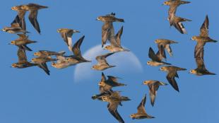 Pacific Golden Plovers in flight
