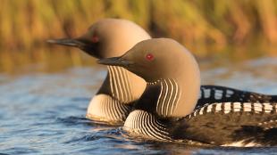 A Pair of Pacific Loons swim close together in a calm lake
