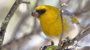 A Palila bird with black mask, lemon yellow head and breast, gray back and white underparts sits on a branch. It has a wide, short beak and dark eye.