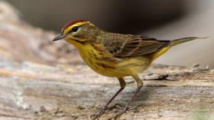 A Palm Warbler stands on a log, and displays its yellow and brown striped plumage