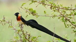 A male Paradise Whydah bird showing the extremely long tail feathers grown during breeding season 