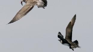 Parasitic Jaeger with a gull in flight.