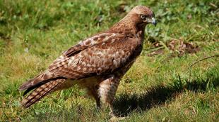 Red-tailed Hawk nicknamed "Patch" by birder Walter Kitundu, who watched and photographed her as she grew. 