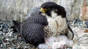 Peregrine falcon with her chicks
