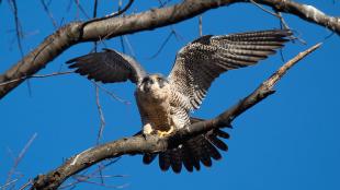 A Peregrine Falcon perched on a branch in the sunshine, holding its wings up, its tail fanned out