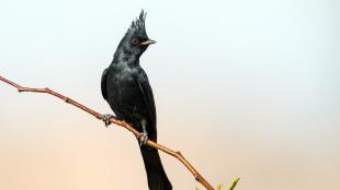 A male Phainopepla glistens in the sunlight, its black plumage including a crest atop its head, and red eye, striking against a clear neutral background.