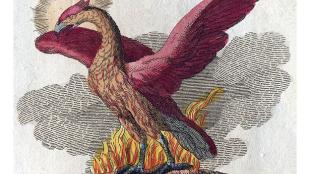 Illustration of Phoenix bird of mythology