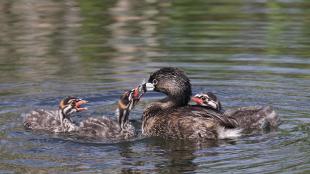 Pied-billed Grebe feeding feather to her chicks