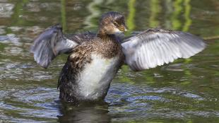 Pied-billed Grebe taking off