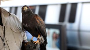 Harris's Hawk "PacMan" perches on handler's glove while on duty at a BART station, on "pigeon patrol."