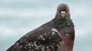 A pigeon in close up looking at the viewer; it has a gray head with orange eyes, and iridescent green and purple feathers on its neck and breast.