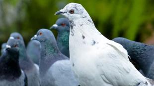 A group of pigeons, with a mostly white speckled pigeon at the front in left profile.