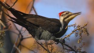 A Pileated Woodpecker sits on a branch of poison ivy, and its open beak is near some berries on the branch.