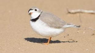 A Piping Plover, its head tilted to look skyward, stands on a beach while sunlight casts it shadow beneath it.