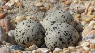 Piping Plover eggs in nest known as a "scrape"