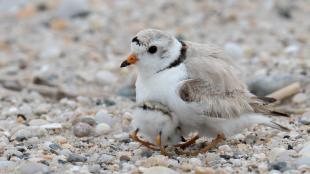 A tiny sand-colored shorebird shelters its chick beneath its belly, on a pebbled beach