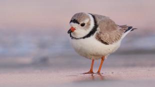 A small beige and white bird with black "ring" collar feathers stands on sand at water's edge