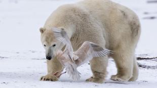 Polar Bear walking across snowy ground as a gull takes flight from near by