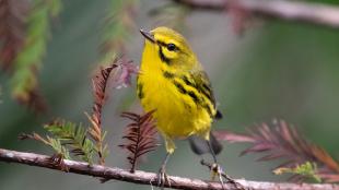 A Prairie Warbler showing its bright yellow body with black stripes on its flanks. vivid against a soft background of Cyprus foliage