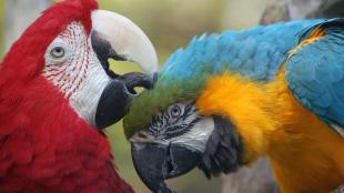 Two Macaw parrots preening each other, one using its beak to groom feathers on the other one's head