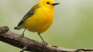 Prothonotary Warbler perched on a branch, its bright yellow body turned slightly to its left, with shiny dark eye and beak contrasting against the glowing yellow plumage 