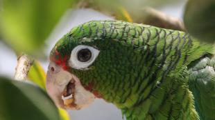 Puerto Rican Parrot showing green head, pale beak, and white eye ring