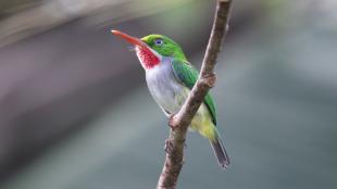 A small green, white and red bird perched on a diagonal branch.