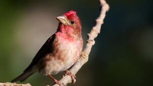 A male Purple Finch facing forward, looking up to his right, in sunlight