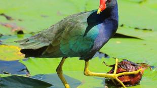 A bird with multi-colored iridescent plumage, orange beak and long yellow legs stands on water lily pads in sunlight