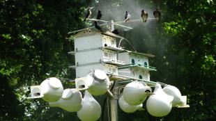 Purple Martins in a human-made communal nest site