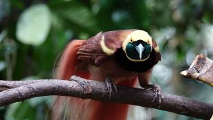 A Raggiana Bird-of-Paradise showing its yellow head with black mask, reddish brown plumage and long tail feathers