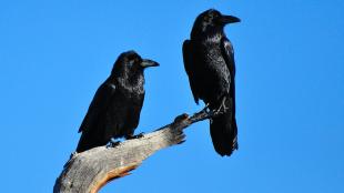 Two ravens perched on branch