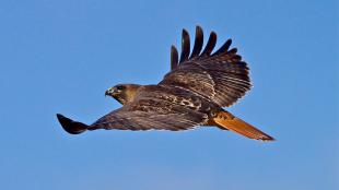 Male Red-tailed Hawk, wings extended in flight against a clear blue sky