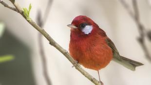 A small red bird with white cheek patch and narrow short brown tail perches on a diagonal branch.