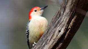 Red-bellied Woodpecker perched on branch, its head turned to its left