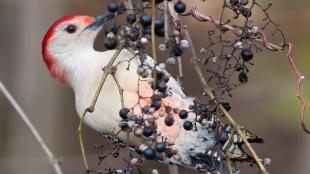 A Red-bellied Woodpecker clinging to a branch laden with berries. 