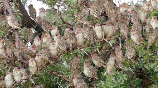 A flock of Red-billed Quelea densely bunched on leafy branches