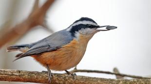 A Red-breasted Nuthatch perches on a branch with a seed in its mouth