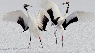 Pair of Red-crowned Cranes dancing on snowy ground
