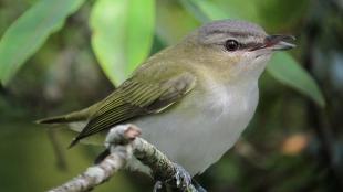 A Red-eyed Vireo with soft pale gray breast, greenish yellow back and wings, and very dark red eye.