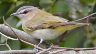 A Red-eyed Vireo seen in left profile, perched amidst branches and greenery. A grayish horizontal stripe sets off the red eye of the vireo, and its greenish yellow, light brown, and white plumage looks softly blended as its body tapers neatly to a short tail.
