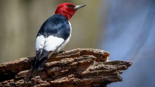Red-headed Woodpecker perched on a branch