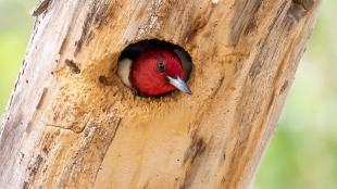 A Red-headed Woodpecker peers out from a nest hole in a tree trunk 