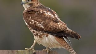 A Red-tailed Hawk perched on a fence, its back to the camera, looking over its left shoulder