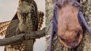 Composite showing a Red-tailed-Hawk on the left, and a Big Brown Bat on the right. The hawk is perched on a branch, the bat clinging to tree bark.