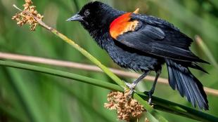 A male Red-winged-Blackbird