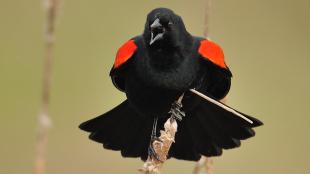Red-winged-Blackbird