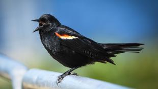 Red-winged Blackbird faces to viewer's left, its black plumage shining in sunlight and its beak open while singing