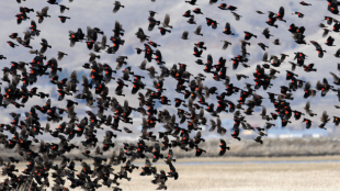 Red-winged Blackbirds flocking